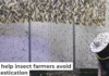 A biologist maintains a large population of black soldier flies for protein farming. picture alliance/Contributer via Getty Images